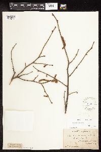 Corylus americana image