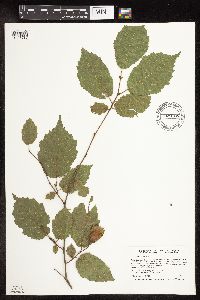 Corylus americana image