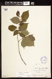 Corylus americana image