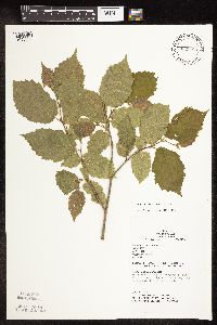 Corylus americana image