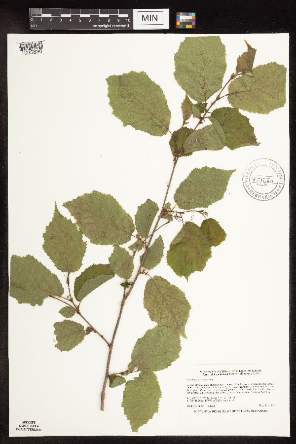 Corylus americana image