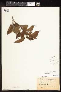 Corylus americana image