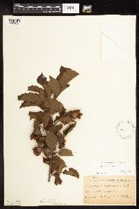 Corylus americana image