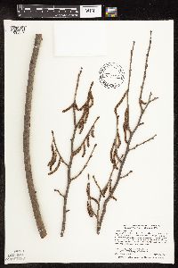 Corylus americana image
