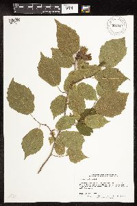 Corylus americana image