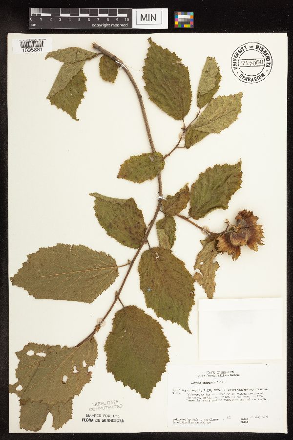 Corylus americana image