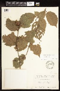 Corylus americana image