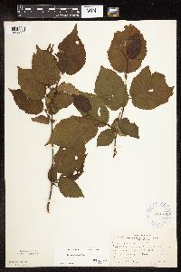 Corylus americana image