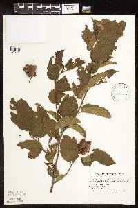 Corylus americana image