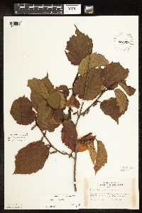 Corylus americana image