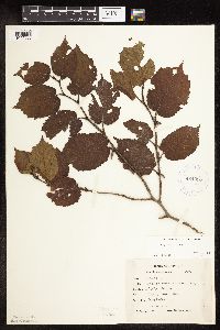 Corylus americana image