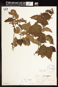 Corylus americana image