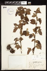 Corylus americana image