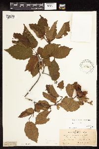 Corylus americana image