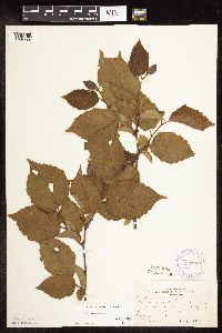 Corylus americana image