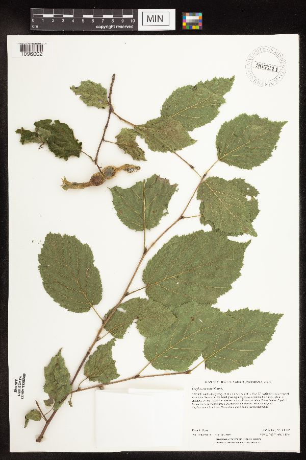 Corylus cornuta image