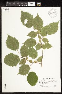 Corylus cornuta subsp. cornuta image