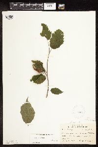 Corylus cornuta subsp. cornuta image