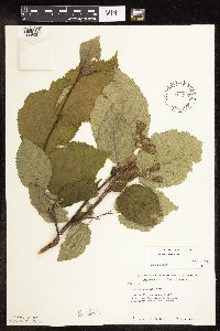 Image of Corylus americana x cornuta