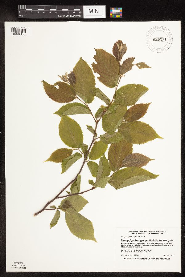 Ostrya virginiana image