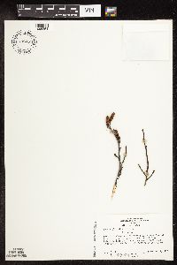 Image of Betula glandulosa