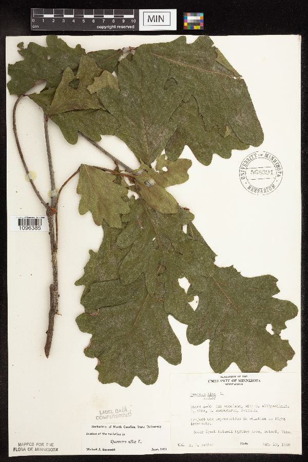 Quercus alba image