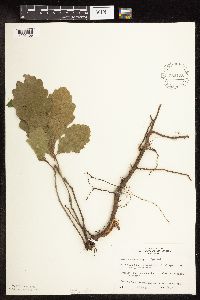 Quercus macrocarpa image