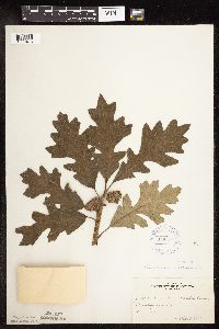 Quercus macrocarpa image