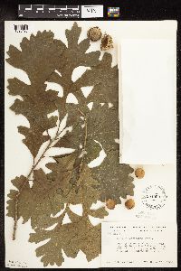 Quercus macrocarpa image