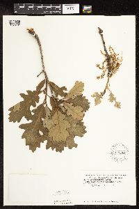 Quercus macrocarpa image