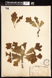 Image of Quercus macrocarpa