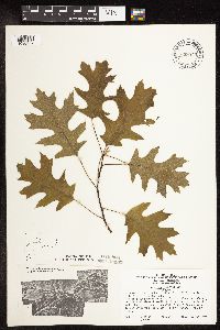 Quercus velutina image