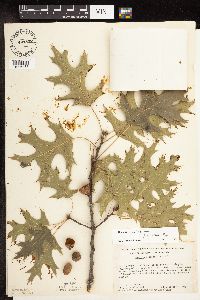 Quercus velutina image