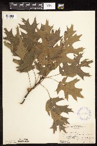 Quercus velutina image