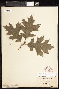 Quercus velutina image