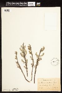 Image of Salix candida