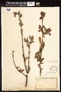 Salix discolor image