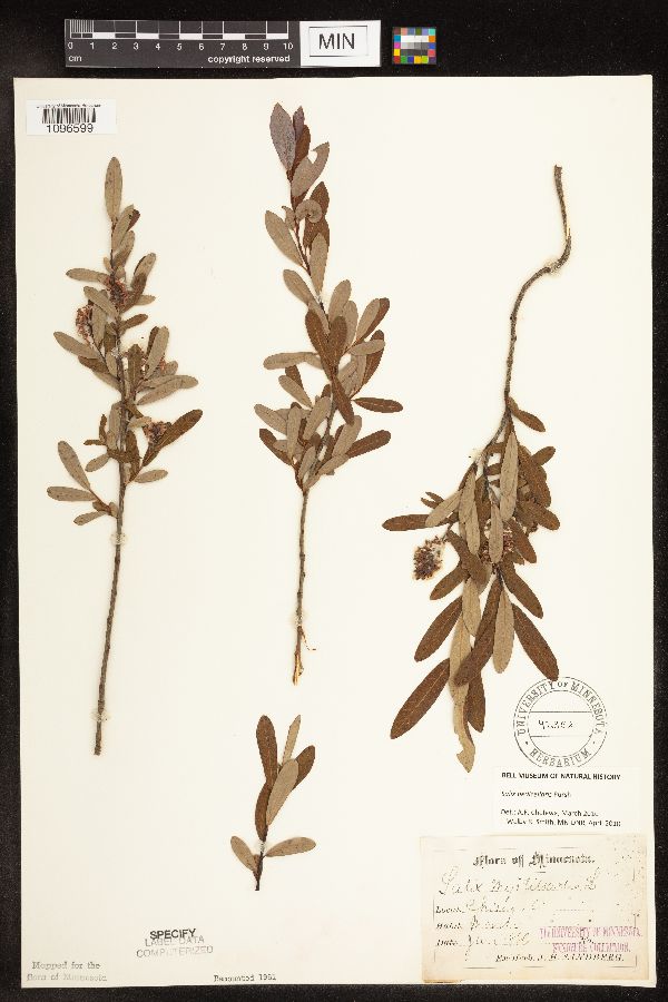 Salix pedicellaris image
