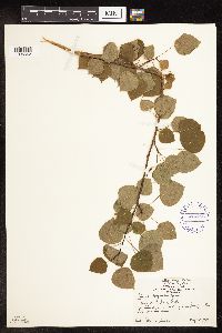 Populus tremuloides image