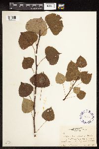 Populus tremuloides image