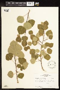 Populus tremuloides image