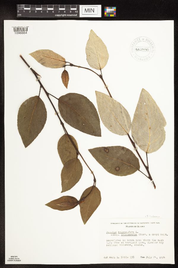 Populus trichocarpa image