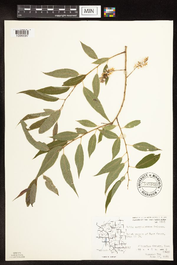 Salix amygdaloides image