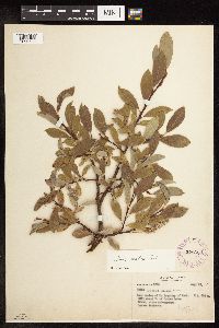 Salix arctica image