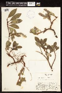 Salix arctica image