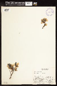 Salix arctica image