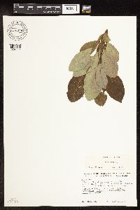 Salix arctica image