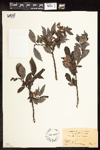 Salix barclayi image