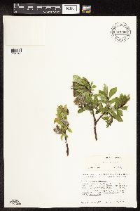 Salix barclayi image