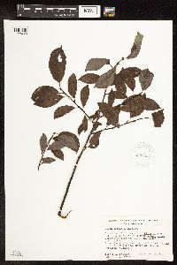 Salix barclayi image